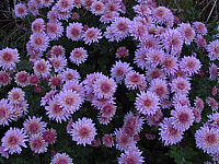 Chrysanthemum%20-%20silbrigrosa2.JPG