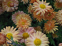 Chrysanthemum%20Kleiner%20Bernstein%2001.JPG
