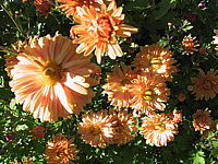 Chrysanthemum%20Kleiner%20Bernstein%2002.JPG