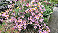 Chrysanthemum%20arcticum%20Roseum1.JPG