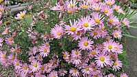 Chrysanthemum%20arcticum%20Roseum2.JPG