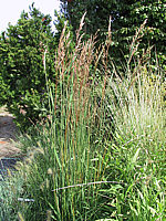 Chrysopogon%20gryllus%20-%20Bluehend%20(gelbe%20Zungen%20in%20AEhren).jpg