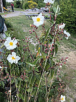 Cistus%20salviifolius%20-%20Salbeiblaettrige%20Ziestrose.JPG