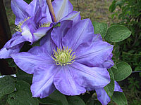 Clematis%20Hybride%20Fujimusume%2001.JPG