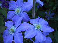 Clematis%20Hybride%20Fujimusume%2002.jpg