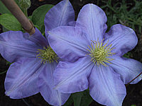 Clematis%20Hybride%20Fujimusume%2003a%20zu%20lila.JPG