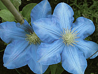 Clematis%20Hybride%20Fujimusume%2003b%20korrigiert.jpg