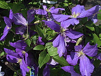 Clematis%20Hybride%20Jackmanii%2001.jpg
