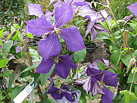 Clematis%20Hybride%20Jackmanii%2002.JPG