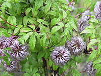 Clematis%20alpina%20-%20Fruchtstaende.JPG
