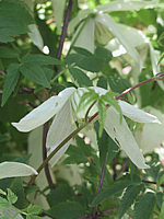 Clematis%20alpina%20Alba%20-%20Bluete.jpg