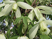 Clematis%20alpina%20Alba%20-%20Blueten.jpg