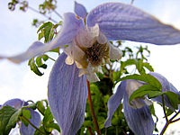 Clematis%20alpina%20Francis%20Rivis%20-%20Macro.JPG