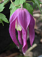 Clematis%20alpina%20Ruby%20-%20Bluetenmacro%20unscharf.jpg