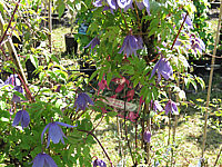 Clematis%20alpina.JPG