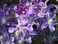 Clematis%20integrifolia%20Arabella%20-%20Blueten%20(sind%20blauer!).jpg