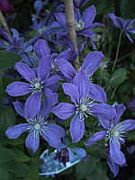 Clematis%20integrifolia%20Arabella%20-%20natuerlich.jpg