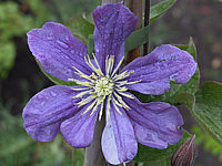 Clematis%20integrifolia%20Arabella.JPG