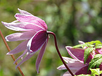 Clematis%20macropetala%20Markham's%20Pink%20-%20Bluetenmacro.JPG