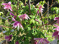 Clematis%20macropetala%20Markham's%20Pink.JPG