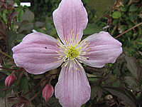 Clematis%20montana%20Mayleen.JPG