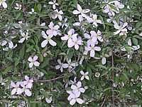 Clematis%20montana%20Rubens%2001.JPG