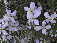 Clematis%20montana%20Rubens%2002.JPG