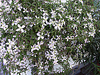 Clematis%20montana%20Rubens.JPG