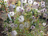Clematis%20tangutica%20-%20Fruchtstaende.JPG