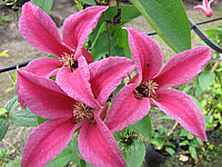 Clematis%20texensis%20Princess%20Diana%20-%20offen.JPG