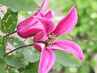 Clematis%20texensis%20Princess%20Diana%2002.JPG