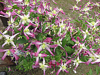 Clematis%20triternata%20Rubromarginata%2001.JPG