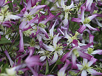 Clematis%20triternata%20Rubromarginata%2002.jpg