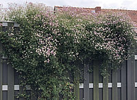 Clematis%20triternata%20Rubromarginata%2003.jp2