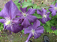 Clematis%20viticella%20Aotearoa.JPG