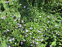 Clematis%20viticella%20Betty%20Corning.JPG
