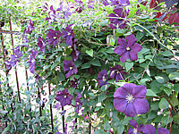 Clematis%20viticella%20Blue%20Bell%2001.JPG