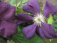 Clematis%20viticella%20Blue%20Belle%2002.JPG