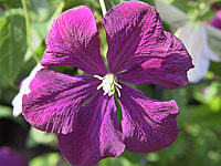 Clematis%20viticella%20Etoile%20Violette%20-%20Bluetenmacro.jpg