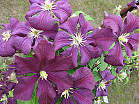 Clematis%20viticella%20Etoile%20Violette.JPG