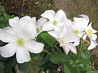 Clematis%20viticella%20Huldine%2001.JPG