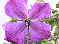 Clematis%20viticella%20Kaaru%201.JPG