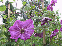 Clematis%20viticella%20Kaaru%202.JPG