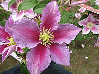 Clematis%20viticella%20Piilu.JPG