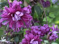 Clematis%20viticella%20Purpurea%20Plena%20Elegans%20-%20Blueten.jpg