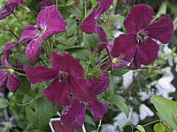 Clematis%20viticella%20Royal%20Velours.jpg