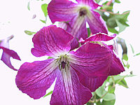 Clematis%20viticella%20Walenburg%201.JPG