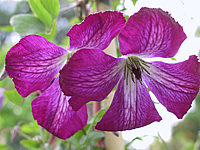 Clematis%20viticella%20Walenburg%202.JPG