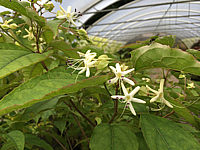 Clerodendron%20trichotomum%20-%20Blueten%206-8.JPG