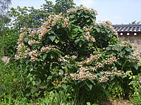 Clerodendrum%20trichotomum%20-%20Statur.JPG